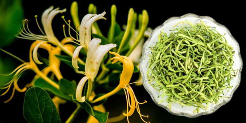 product-1-1 Display of Honeysuckle Flower Extract Powder