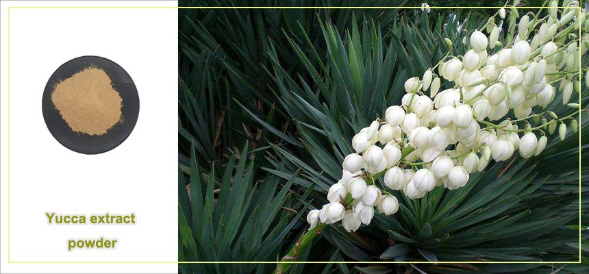 product-1-1 Yucca extract powder raw material display
